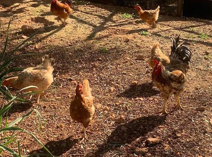 Quinta Da Bela Vista לאגוּ‏ש